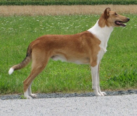 Junior CH AT, Mighty´s Spring Meadow Pou Payton